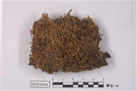 藏品(曲尾苔科)的圖片